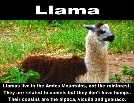 llama