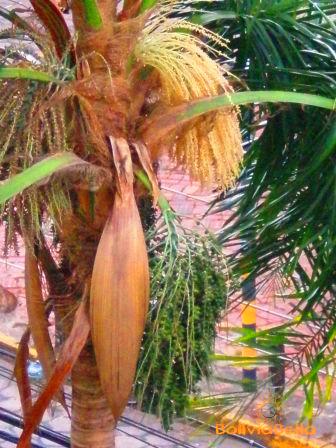 In researching the acai berry, I found this site and it blew me away.