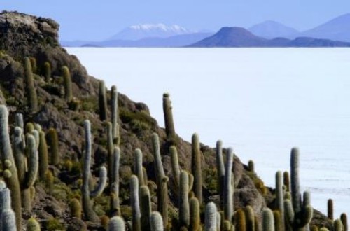 See more pictures in our Salar de Uyuni photo gallery. Salar de Uyuni Bolivia Cactus Gardens