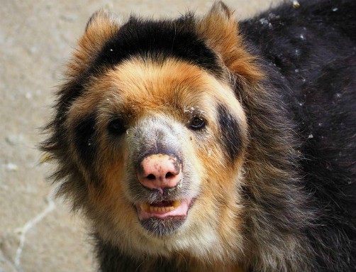 bolivia wildlife spectacled bear