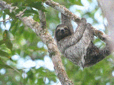 bolivia wildlife sloth