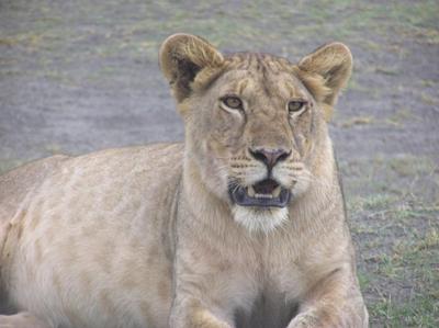 Lion of Serengeti National Park
