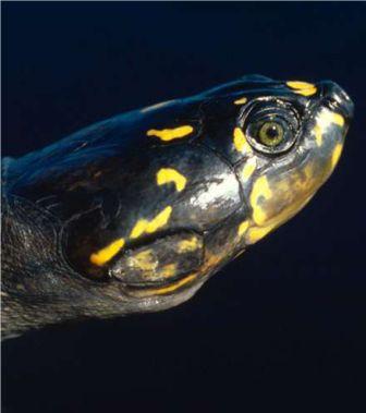Giant River Turtle
