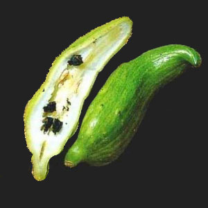 This is achojcha. You can also use zucchini or okra.