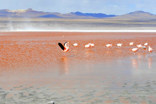 See more pictures in our Salar de Uyuni photo gallery. Salar de Uyuni Bolivia Flamingos