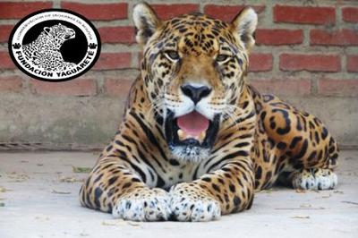 Help Save Jaguars in Bolivia: Bolivia for Kids