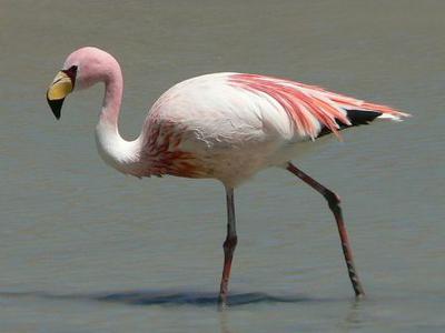 James Flamingo