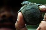 wwf-bolivia-wildlife-river-turtles-1