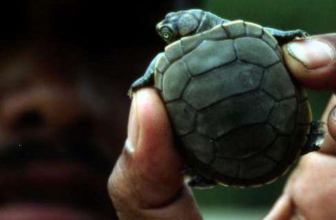 wwf-bolivia-wildlife-river-turtles-1