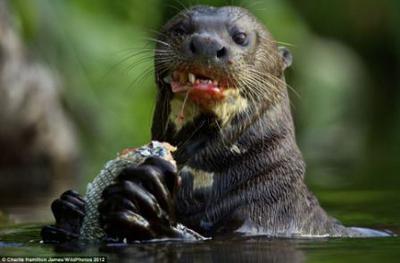 The Cute but Fierce Giant Otter: Bolivia for Kids