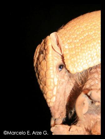 Giant Armadillo at Kaa Iya National Park