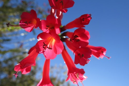 Kantuta - one of Bolivia's two national flowers. Kantuta - one of Bolivia's two national flowers.
