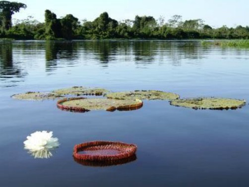 ecotourism, lilypads, Bolivia