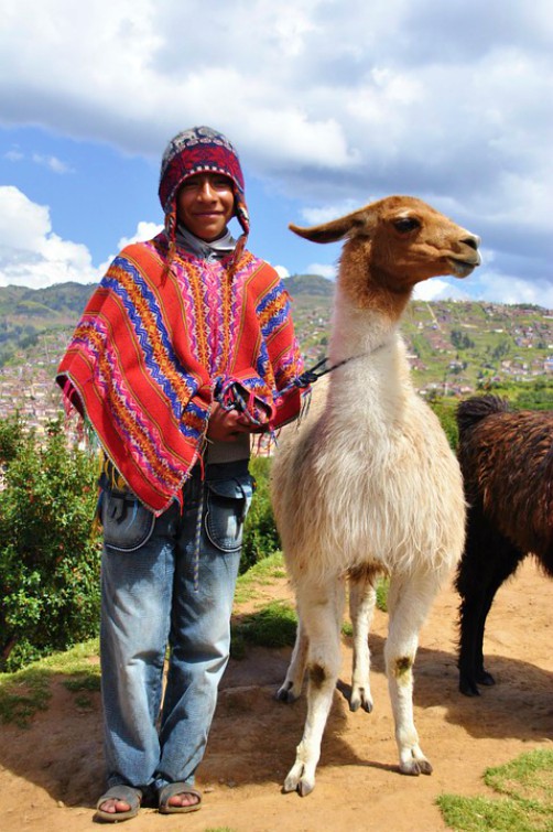 Bolivian National Emblems - National Animal - Llama