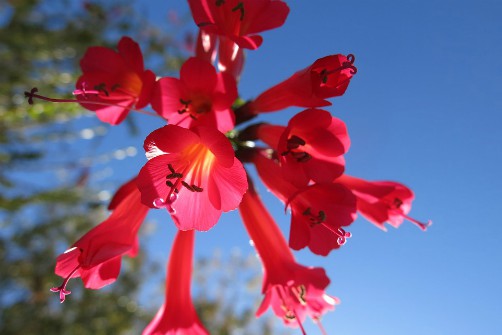 Bolivian National Emblems - National Flower - Kantuta Bolivian National Emblems - National Flower - Kantuta