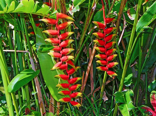 Bolivian National Emblems - National Flower - Patujú Bolivian National Emblems - National Flower - Patujú