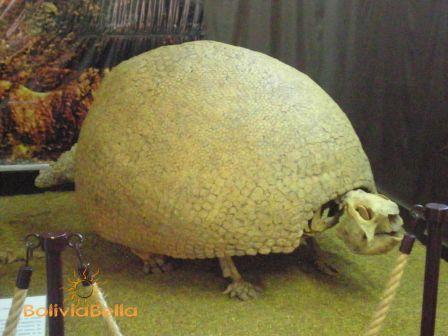 Paleontology and Archeology Museum of Tarija Bolivia