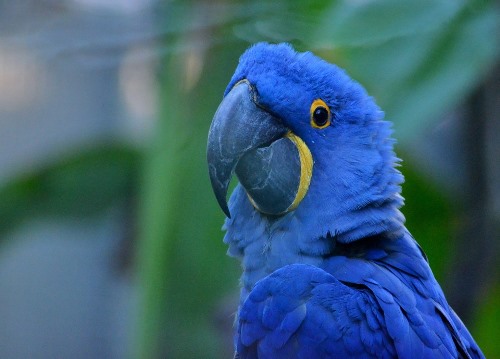 Bolivian Wildlife - Hyacinth Macaw