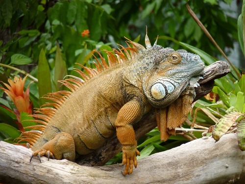 Bolivian Wildlife - Iguana