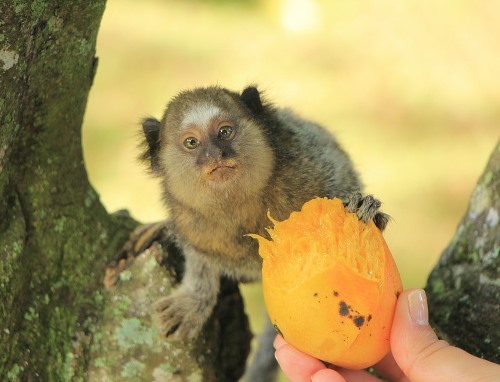 Bolivian Wildlife - Pygmy Marmoset