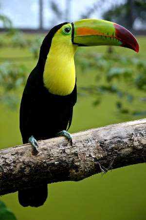 Bolivian Wildlife - Toucan