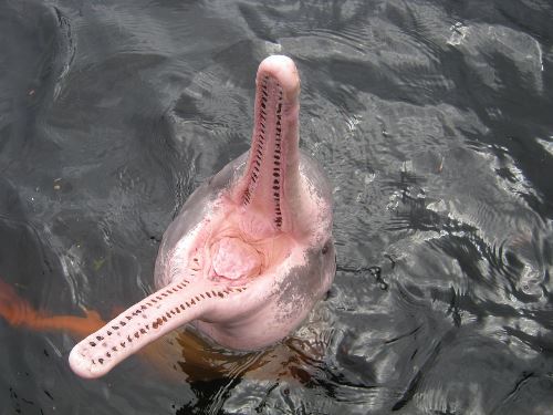 Bolivian pink river dolphins