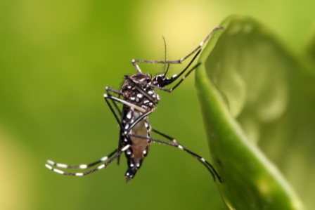 Share your Bolivia travel stories Bolivia Yellow Fever Information