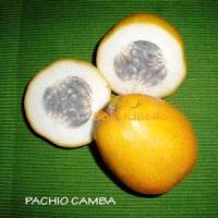 bolivian food fruit pachio camba