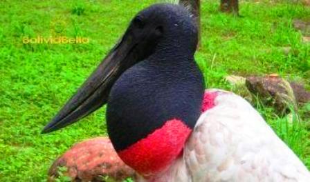 The Pantanal Bolivian Wetlands