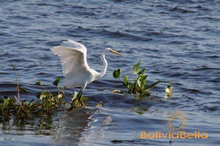 bolivia fauna pantanal great egret