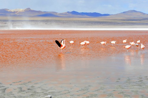 Salar de Uyuni Bolivia Flamingos