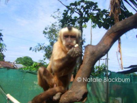Capucchin monkey at Inti Wara Yassi near Cochabamba Bolivia