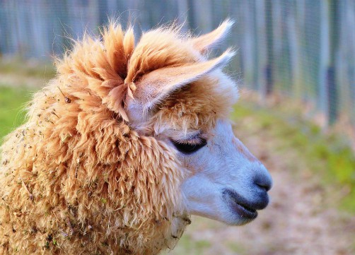 bolivia wildlife alpaca camelid 