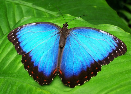bolivia wildlife blue morpho butterfly