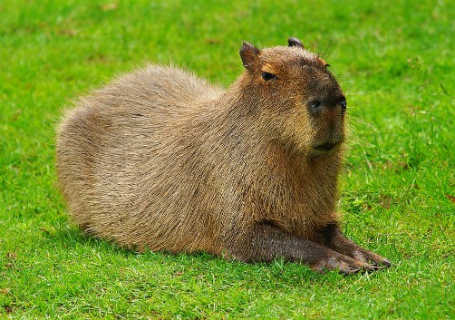 bolivia wildlife capybara bolivia wildlife capybara