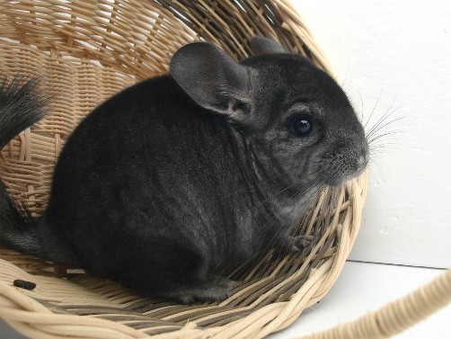 bolivia wildlife chinchilla