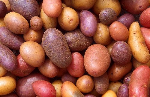 Bolivian Myths: Legend of the Potato