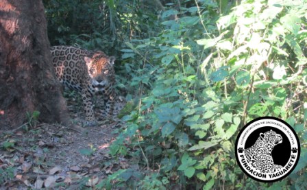 Fundación Yaguareté: Jaguar Conservation in Bolivia
