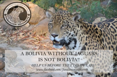 Fundación Yaguareté: Jaguar Conservation in Bolivia