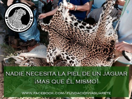 Fundación Yaguareté: Jaguar Conservation in Bolivia