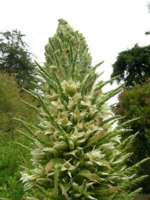 The Puya Raimondii of Bolivia is the Largest Flower on Earth