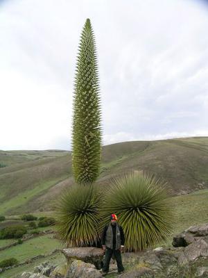 The Puya Raimondii Of Bolivia Is The Largest Flower On Earth