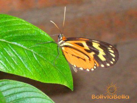 Taken at Güembé butterfly sanctuary and orchidarium