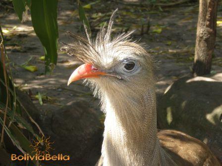 Meet my roadrunner friend at the Santa Cruz Zoo.