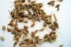 Anise seed