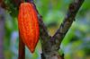 Cacao fruit growing on a tree