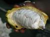 Inside the cacao fruit