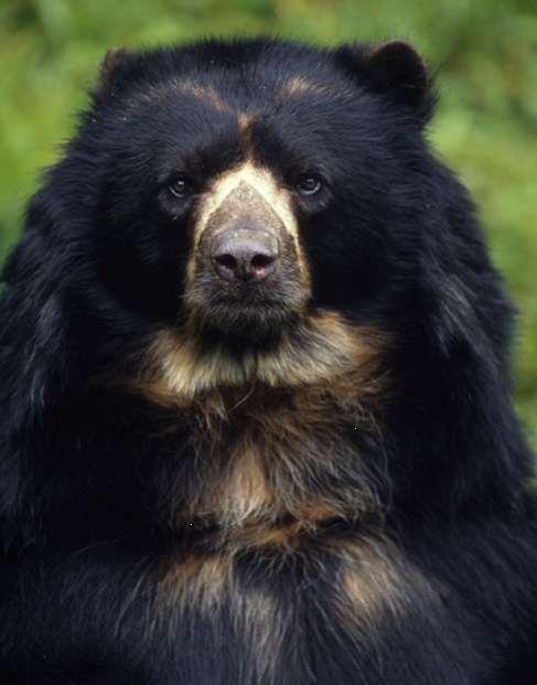 wwf-bolivia-wildlife-spectacled-bear