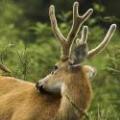 Bolivian marsh deer