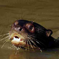 Bolivian giant otter